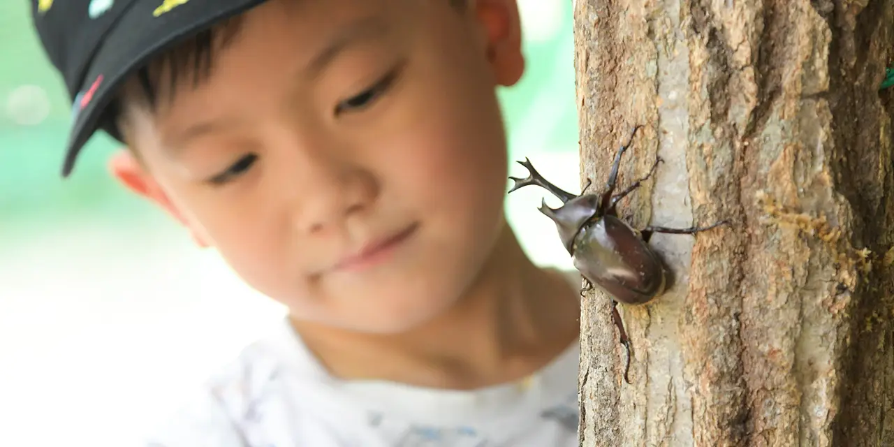 カブトムシ・オオクワガタ採りと鮎のつかみどりバーベキュー