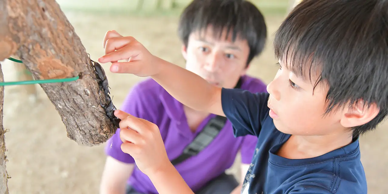 カブトムシ・オオクワガタ採りと鮎のつかみどりバーベキュー