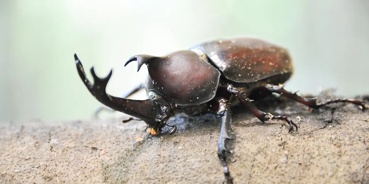 カブトムシ・オオクワガタ採りと鮎のつかみどりバーベキュー